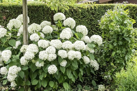 Snowball hydrangea (Hydrangea arborescens STRONG ANNABELLE), An den Dorfwiesen 9, Germany
