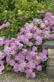 Garden hydrangea (Hydrangea macrophylla 'Thelenn'), Oberdieckgarten, Germany