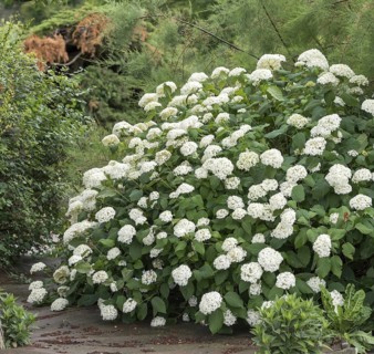 Snowball hydrangea (Hydrangea arborescens 'Grandiflora'), Dahlem Botanical Garden, Germany