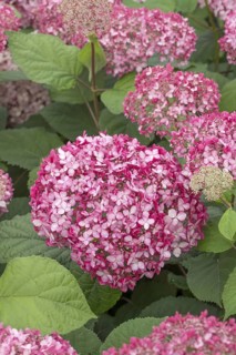 Pink Snowball Hydrangea (Hydrangea arborescens PINK ANNABELLE), (LK), BS Sämann, Germany