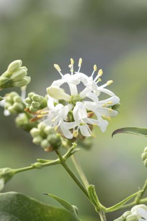 Seven-sons-of-heaven shrub (Heptacodium miconioides TEMPLE OF BLOOM), BS Sämann, Germany