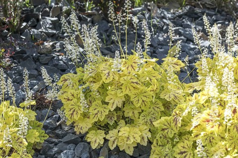 (Heucherella 'Solar Power'), Kohout nursery, Germany