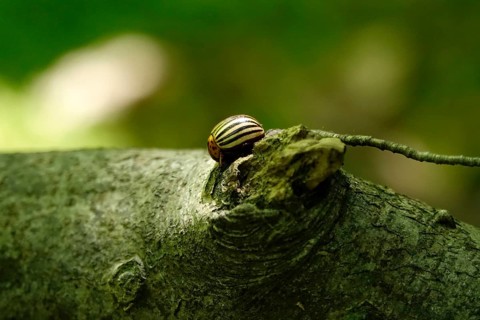 Colorado potato beetle, June, Germany