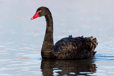 Black Swan, Black Swan, (Cygnus atratus), Animals, Birds, Ladenburg, Baden-Württemberg, Federal