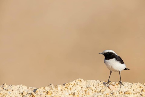 Black-backed Wheatear, Black-backed Wheatear, Basalt Wheatear, (Oenanthe lugens), Animals, Birds,