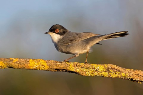 Velvet-headed warbler, (Sylvia melanocephala) Animals, Birds, Warbler family, Songbird, Sierra de