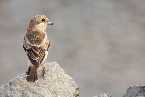 Red-headed Shrike, (Lanius senator), animals, birds, songbird, shrike family, on perch, biotope,