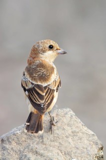 Red-headed Shrike, (Lanius senator), animals, birds, songbird, shrike family, on perch, biotope,