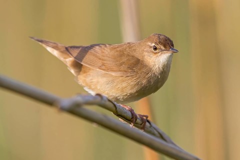 Reed warbler, (Locustella luscinioides), Locustelle luscinioïde, Animals, Birds, Songbirds, Family