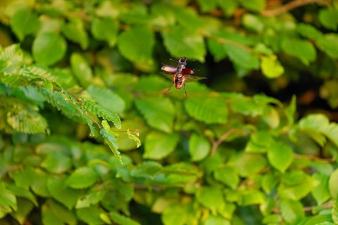 Stag beetle in flight at sunset over oak forest in the Swabian Alb foothills