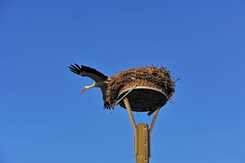 White stork (Ciconia ciconia) leaving its nest against blue sky, Kuhlrade, Mecklenburg-Western