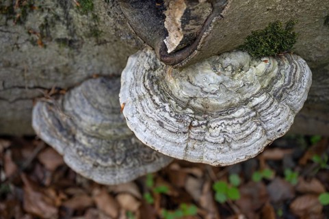 Tinder fungus (Fomes fomentarius) on dead wood, Bavaria, Germany