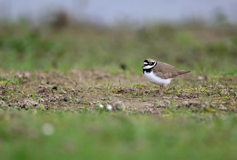 Little Ringed Plover (Charadrius dubius), Lower Rhine, North Rhine-Westphalia, Germany