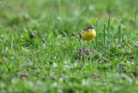 Yellow wagtail (Motacilla flava), in a meadow, Lower Rhine, North Rhine-Westphalia, Germany
