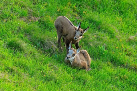 Two fawns standing on a green meadow, chamois, chamois, (Rupicapra rupicaprae), wildlife, Vosges,
