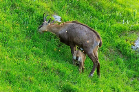 A chamois with its young in a meadow, chamois, chamois, (Rupicapra rupicaprae), wildlife, Vosges,