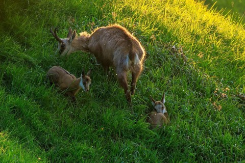 Chamois with two fawns on a steep meadow in the light of the setting sun, chamois, chamois,