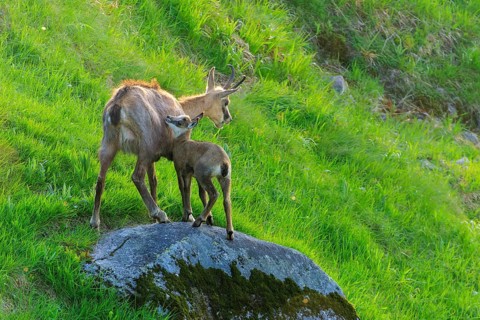A chamois and her fawn standing on a moss-covered rock in a green meadow under sunshine, chamois,