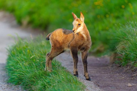 A young fawn on a path between lush, green meadows in spring, chamois, chamois, (Rupicapra