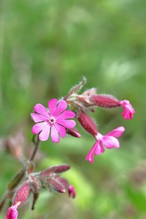 Red campion (Silene dioica), close-up of a flower in a meadow, Wilnsdorf, North Rhine-Westphalia,