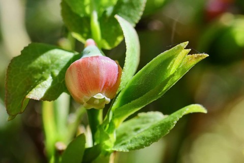 Blossom of the European blueberry, blueberry, wild blueberry (Vaccinium myrtillus), close-up,