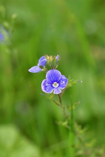 Flower of Gamander speedwell (Veronica chamaedrys), in a deciduous forest, blue blossom, spring,