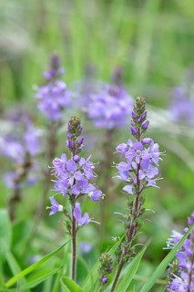 Veronica officinalis (Veronica officinalis), inflorescence at the edge of a forest path, Wilnsdorf,