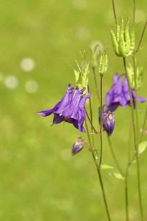 Columbine (Aquilegia vulgaris), blue flower at the edge of a forest, Wilnsdorf, North