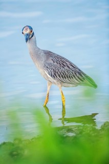 Yellow-crowned Night Heron (Nyctanassa violacea) looking for food, Sanibel Island, J.N. Ding