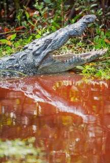 American alligator (Alligator mississipiensis), opening its jaws, Sanibel Island, J.N. Ding Darling