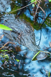 American alligator (Alligator mississipiensis), submerging, Sanibel Island, J.N. Ding Darling