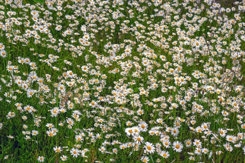 Meadow with daisies (Leucanthemum), Franconia, Bavaria, Germany