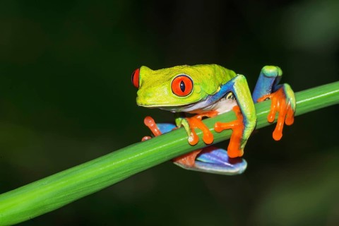 Red eyed tree frog (Agalychins callydrias) on green stem, Sarapiqui, Costa Rica