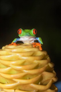 Red eyed tree frog (Agalychins callydrias) on yellow flower, Costa Rica