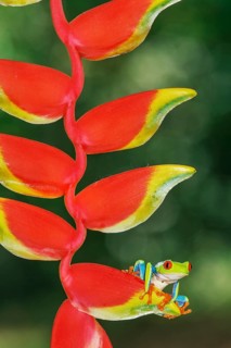 Red eyed tree frog (Agalychins callydrias) on Heliconia flower, Sarapiqui, Costa Rica