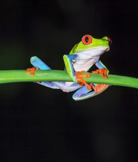 Red eyed tree frog (Agalychins callydrias) on green stem, Sarapiqui, Costa Rica