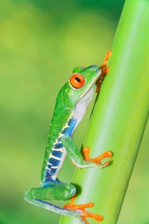 Red eyed tree frog (Agalychins callydrias) climbing green stem, Sarapiqui, Costa Rica