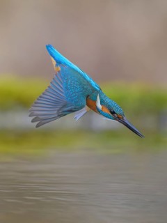 Kingfisher (Alcedo atthis), in a dive, hunting flight, shortly in front of diving into the water,