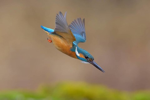 Kingfisher (Alcedo atthis), in a dive, hunting flight, shortly in front of diving into the water,