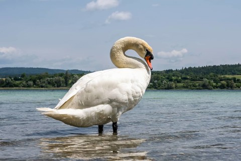 Ein Höckerschwan (Cygnus olor) am Bodenseeufer, Radolfzell am Bodensee, Landkreis Konstanz,