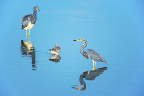 Tricolored herons (Egretta tricolor) looking for food, Sanibel Island, J.N. Ding Darling National