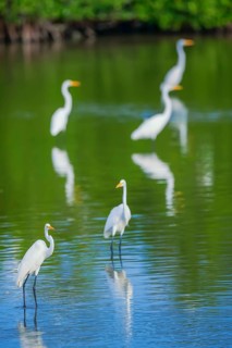 Great white egrets (Ardea alba) looking for food in a pond, Sanibel Island, J.N. Ding Darling