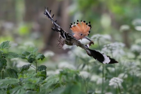 Hoopoe (Upupa epops) in flight with captured mole cricket, Upper Spreewald, Brandenburg, Germany