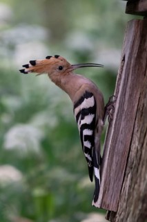 Hoopoe (Upupa epops) at the nesting box, Oberspreewald, Brandenburg, Germany