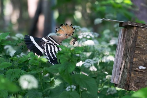 Hoopoe (Upupa epops) flies to the nesting box with captured mole cricket, Upper Spreewald,