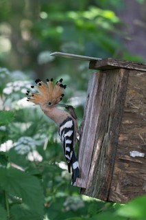 Hoopoe (Upupa epops) with captured mole cricket at the nesting box, Upper Spreewald, Brandenburg,