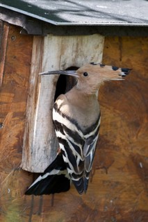 Hoopoe (Upupa epops) looking round the nesting box, breeding site, Upper Spreewald, Brandenburg,