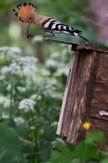 Hoopoe (Upupa epops) with food for the young birds on the nesting box with mole cricket as prey,