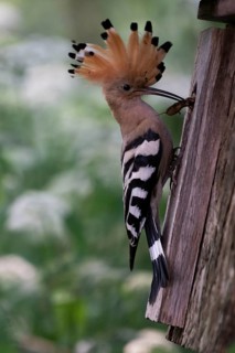 Hoopoe (Upupa epops) with food for the young birds at the nesting box with mole cricket as prey,