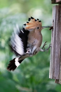 Hoopoe (Upupa epops) flies to the nesting box with food for the young birds, with mole cricket as